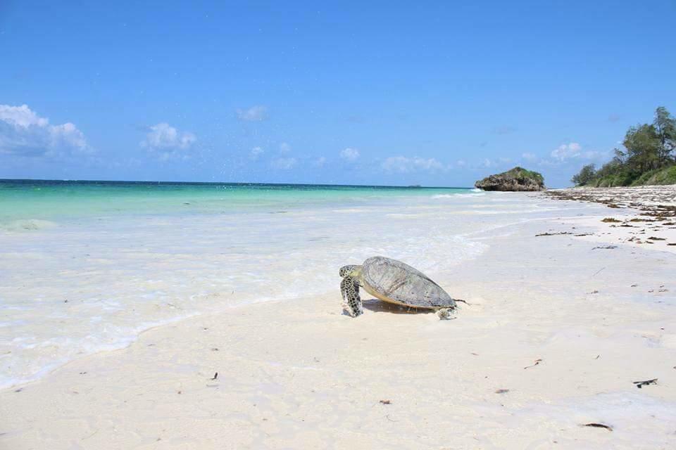 Villa Isla Del Amore Watamu Kültér fotó